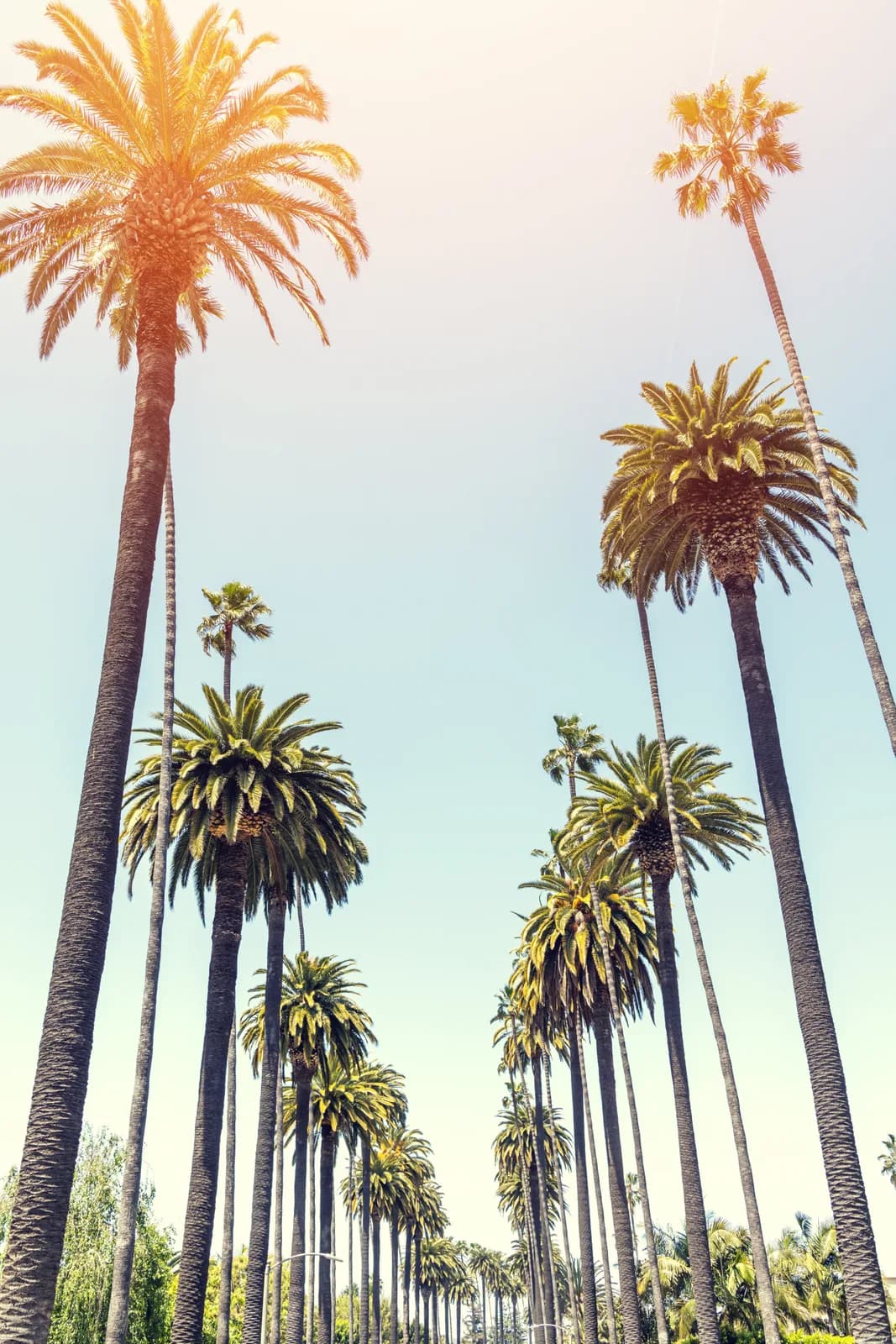 Tall palms lining an avenue, seen from below against a pale sky