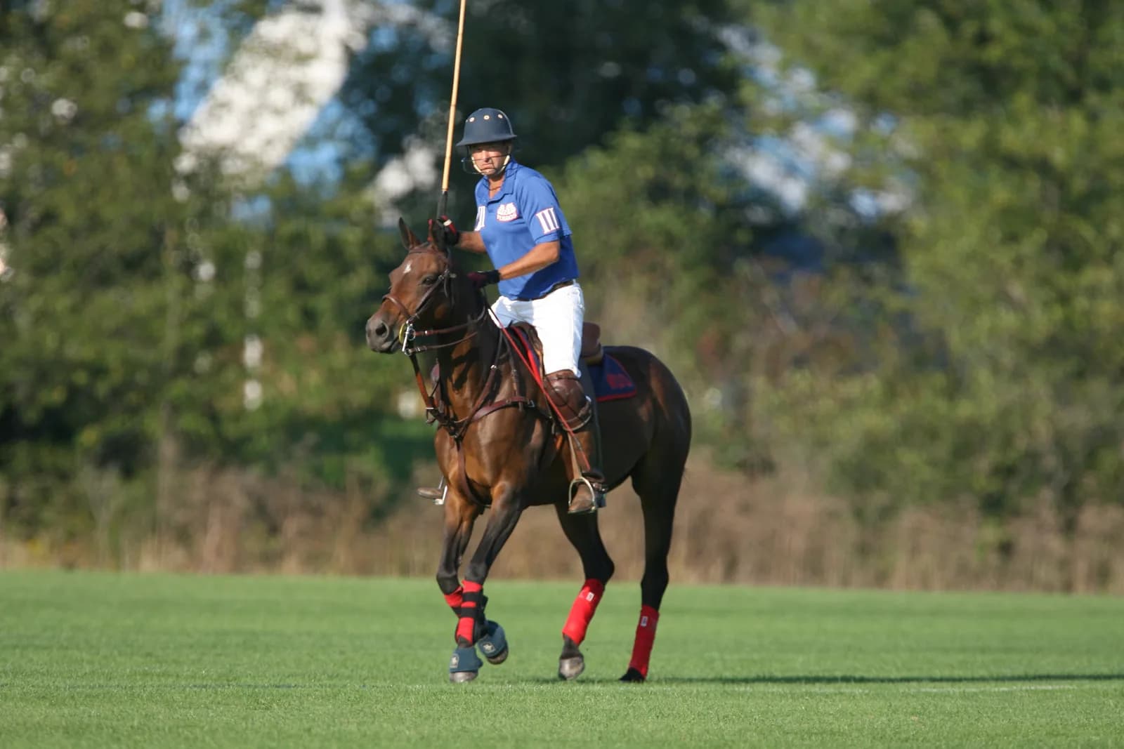 A polo player in a blue jersey riding out across a grass field with a raised mallet